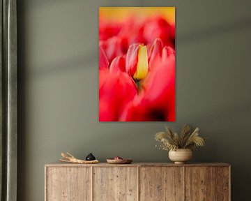 Speciale rood gele tulp | Rode tulp met een geel blad van Maartje Hensen
