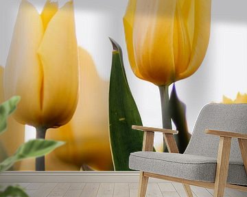 Gelbe Tulpen aus einem niedrigen Winkel | Tulpen Foto von Maartje Hensen