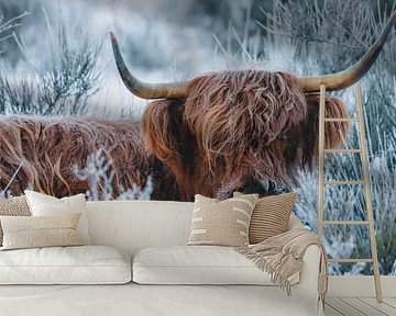 Schottischer Highlander im Schnee | Winter Westerheide