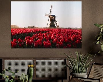Red pink tulip field with brown seesaw during sunrise by Maartje Hensen