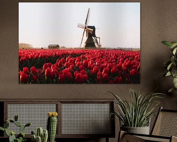 Rood roze tulpenveld met bruine wipmolen tijdens zonsopkomst van Maartje Hensen