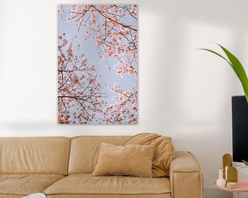 Pink cherry blossom (sakura) with a blue sky by Maartje Hensen