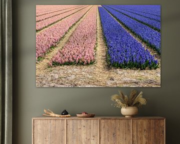 Bulb field with two colours of hyacinths by Henk Alblas