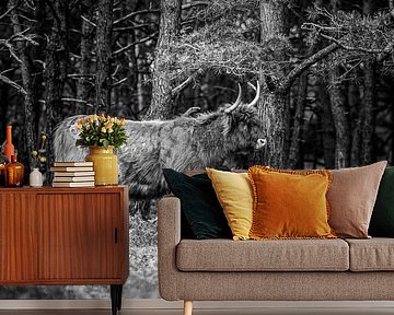 Schotse Hooglander, Wezepsche Heide