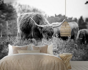 Schotse Hooglander, Wezepsche Heide