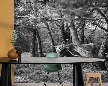 Schotse Hooglander, Wezepsche Heide