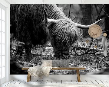 Schotse Hooglander, Wezepsche Heide