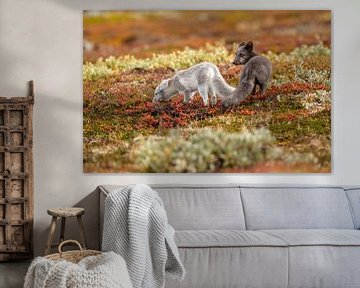 Young arctic foxes in a colourful autumn landscape by Harry Punter