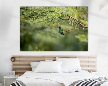 Groene kolibrie met omgeving. van Janny Beimers