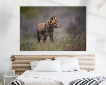 Red fox cub. by Maurice van de Waarsenburg