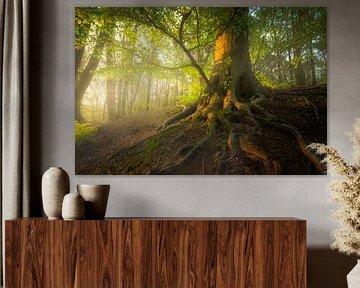 Lentedroom - Boom in de ochtendzon van Jeroen Lagerwerf