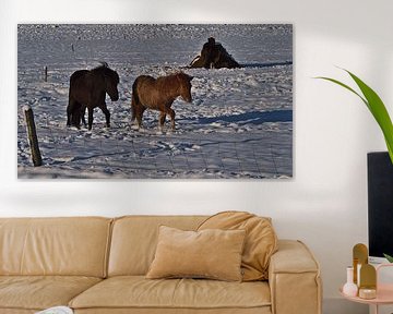 IJslandse paarden in de winter van Timon Schneider