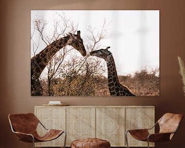 Giraffen bei Sonnenuntergang | Kruger National Park, Südafrika von Suzanne Spijkers