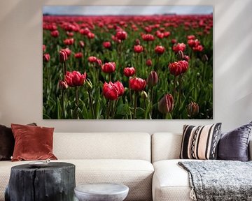 pink tulips by peter meier