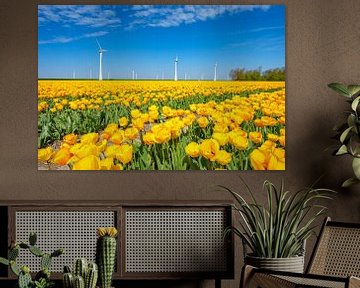 Yellow Tulips growing in a field during springtime