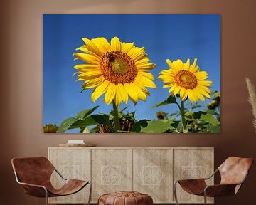 Sonnenblumen von Antwan Janssen