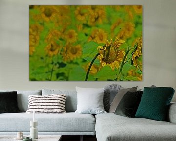 Zonnebloemen van Antwan Janssen