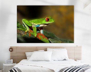 Red-eyed frog