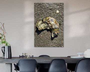 Pazifische Auster im Wattenmeer Nationalpark von Peter Eckert