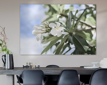 Fleur blanche australienne sur DsDuppenPhotography