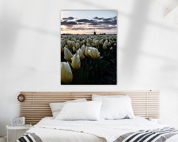 Tulpen aus Holland von Larissa Geuke