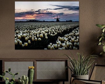 Hollands tulpenbeeld van Larissa Geuke