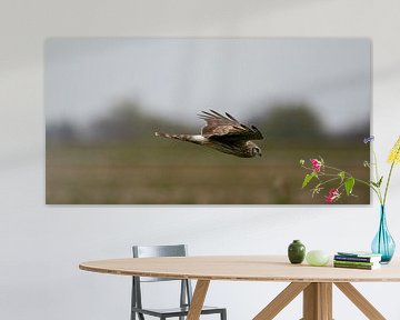 Hen Harrier, female sur Petra van der Zande