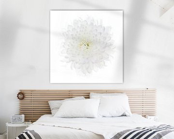 White Chrysanthemum on white background by Klaartje Majoor