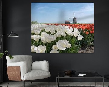 Windmolen met bollenveld van witte en rode tulpen, Nederland, truc, montage van Rene van der Meer