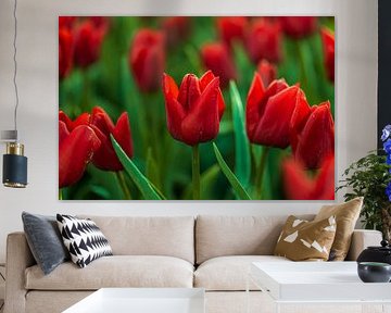 tulips by Joey Van Hengel