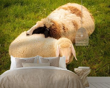 Zwei Schafe kuscheln liegend im Gras im Frühling mit voller Wolle von Dieter Walther