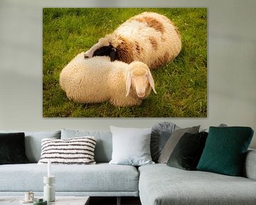 Deux moutons qui se câlinent, couchés dans l'herbe au printemps, avec leur laine complète sur Dieter Walther