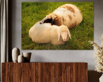Zwei Schafe kuscheln liegend im Gras im Frühling mit voller Wolle von Dieter Walther