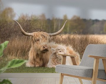 Schotse Hooglander met kalf, blond