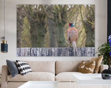 Pheasant on a fence in front of a willow lane