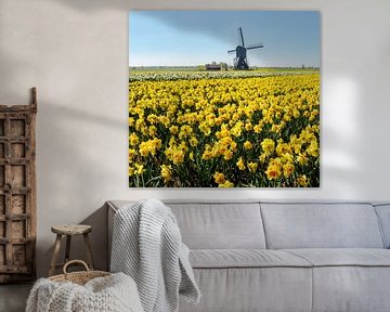 windmolen met bollenveld van gele narcissen, Nederland, truc, montage van Rene van der Meer