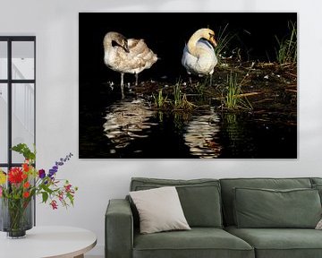Swans by Antwan Janssen
