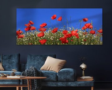 Prairie de coquelicots avec des fleurs de camomille sur SusaZoom