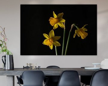 Daffodil by Arnold van Rooij