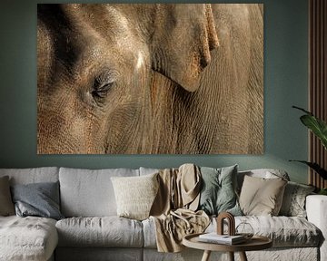 Aziatische olifant van Antwan Janssen