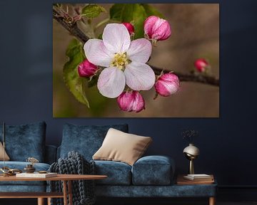 Apple Blossom 2 by Adelheid Smitt