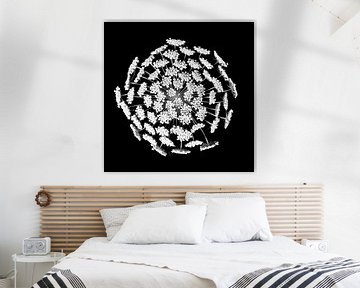 Weiße Blume auf schwarzem Hintergrund - close-up von Photography art by Sacha
