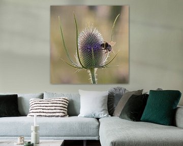 Bumblebee on a flowering teasel with dewdrops