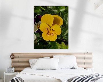 Geel tuin viooltje
