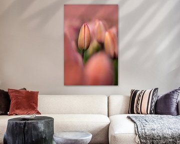 Een Smalle roze tulp tussen andere roze tulpen van 7.2 Photography