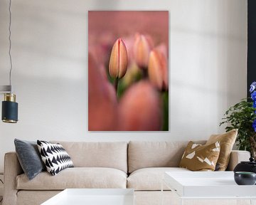 Een Smalle roze tulp tussen andere roze tulpen van 7.2 Photography