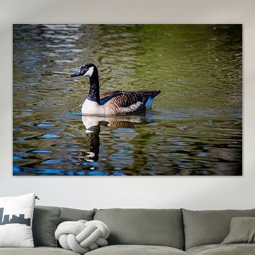 Kanadagans spiegelt sich im Wasser