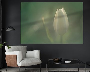 White tulip in soft morning light by Harmen Mol