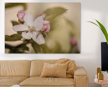 Apple blossom close-up by Caar Fotografie
