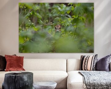 Ree peeks through the foliage by Bas Ronteltap